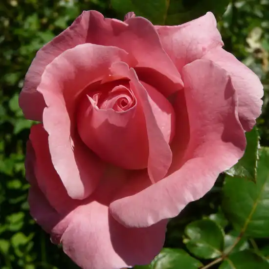 150-300 cm - Trandafiri - Queen Elizabeth - 